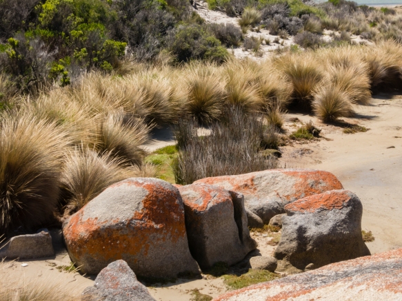 the-grass-clumps-made-an-interesting-contrast-with-the-rocks-on-the-shore-of-white-beach-flinders-island-tasmania-australia
