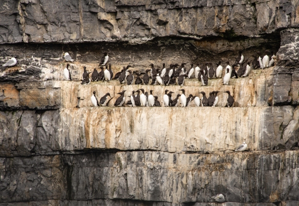 A small bird colony sitting on ledges carved by the weather erosion of the cliffs on the coast of Bjørnøya (Bear Island), Svalbard