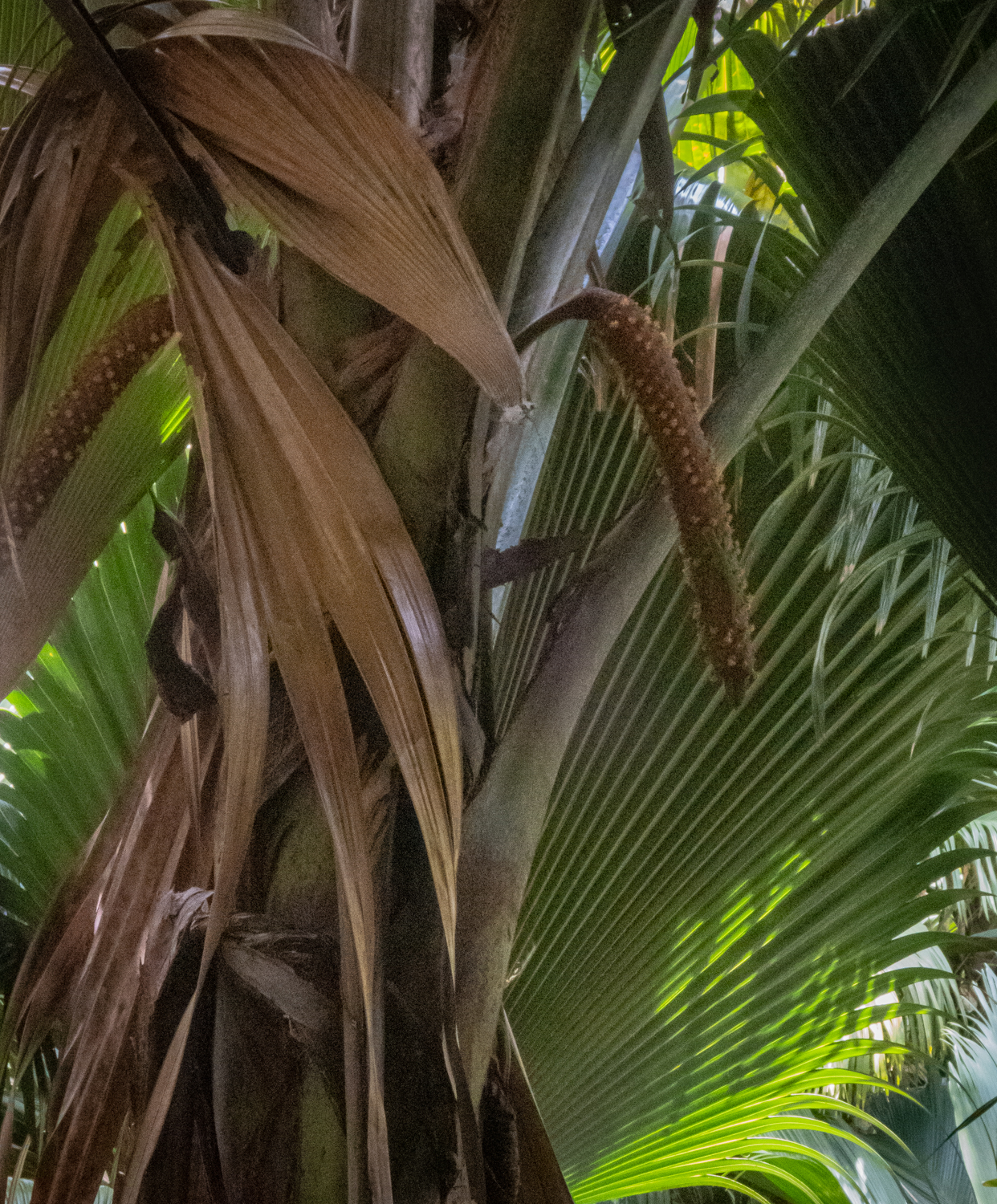 Coco de Mer palm tree | Where in the world is Riccardo?